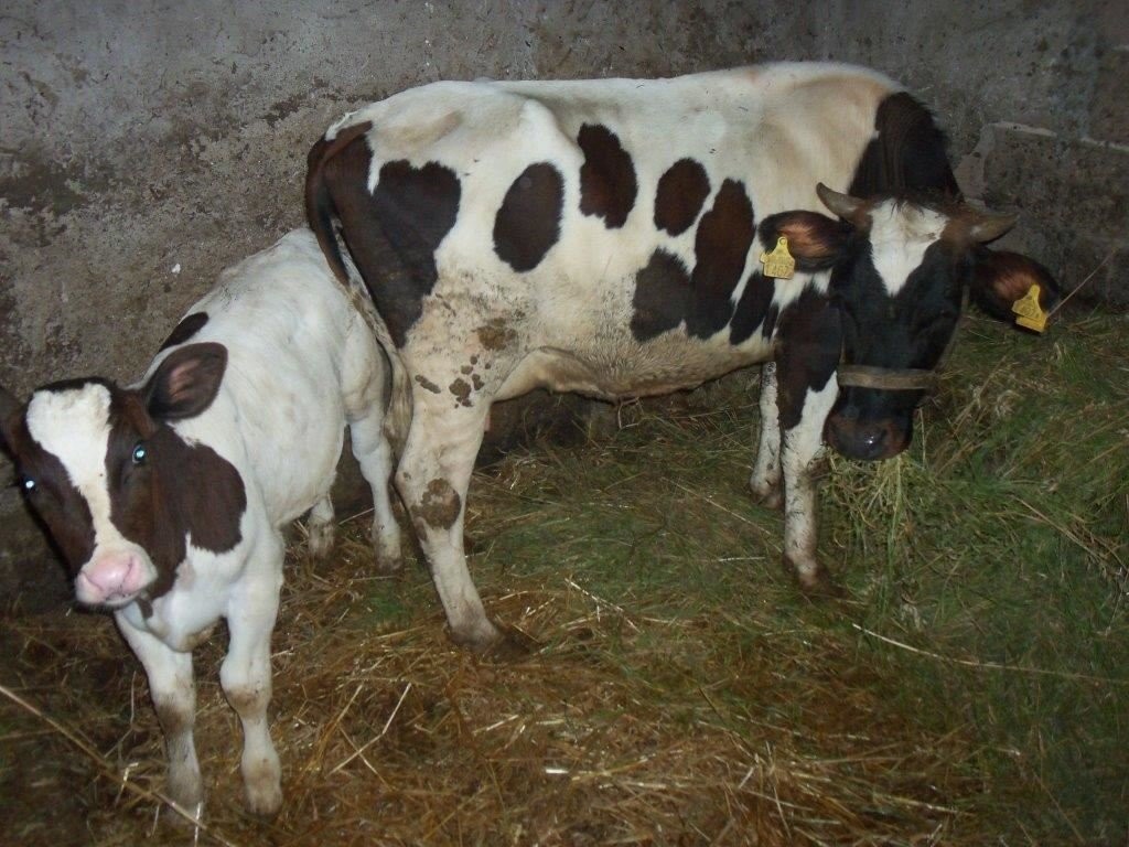 krowa z cielakiem — zdjęcie 1