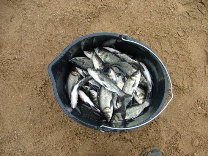 ZARYBIENIA WIOSENNE, KARP, AMUR, TOŁPYGA, KOI — zdjęcie 3