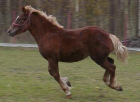 Sprzedam Klacz 7 miesięcy — zdjęcie 3