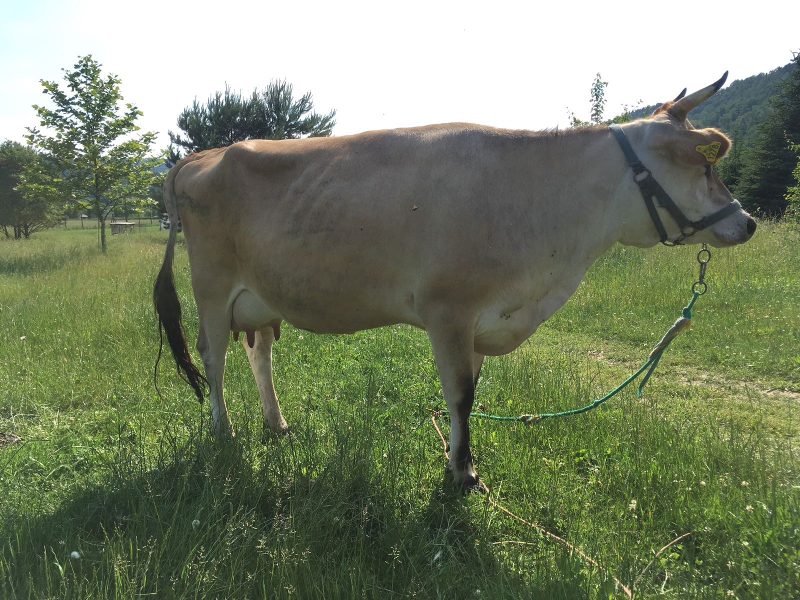 Jersey cielna 3 letnia — zdjęcie 4