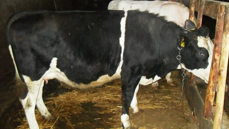 Krowy, jałówki