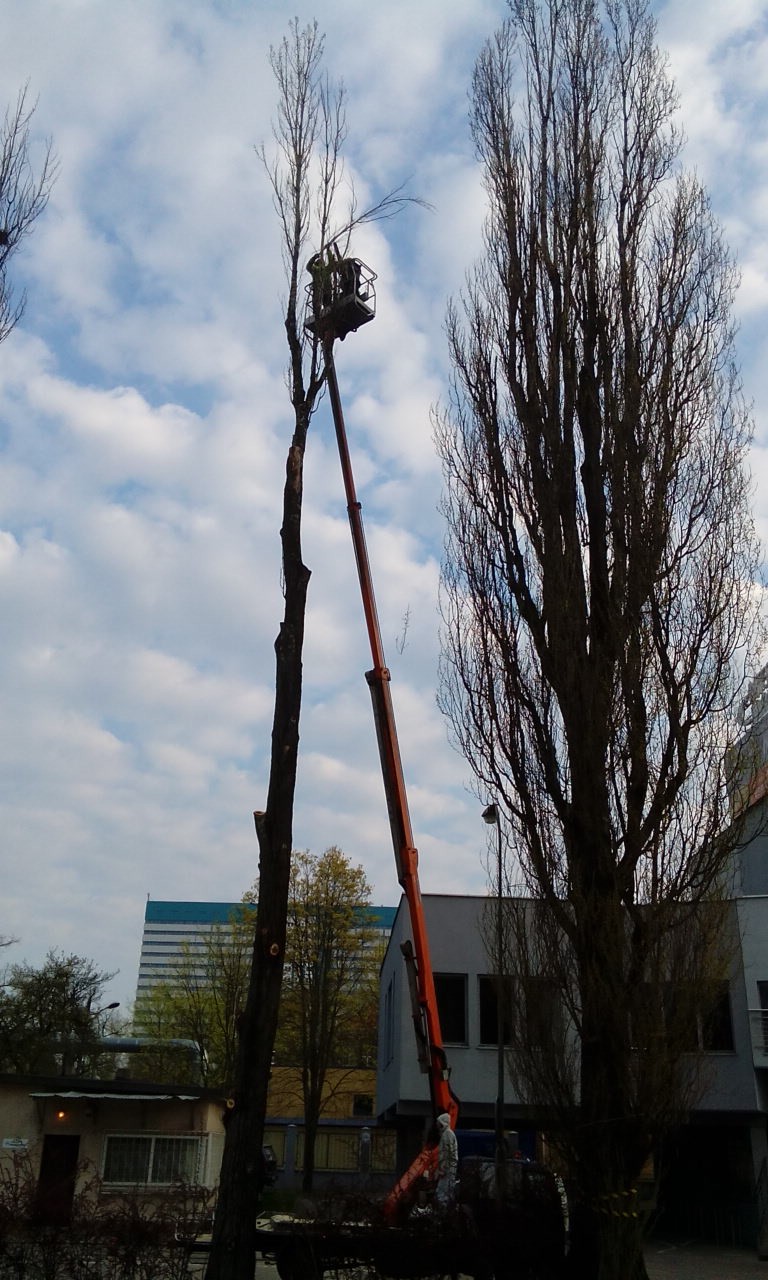 Karczowanie pni, karpy, wyrywanie, Wycinanie Drzew F-Vat — zdjęcie 7
