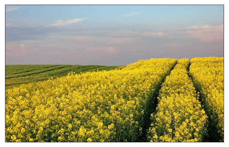 Ziemia rolna 415 hektarów Biskupiec