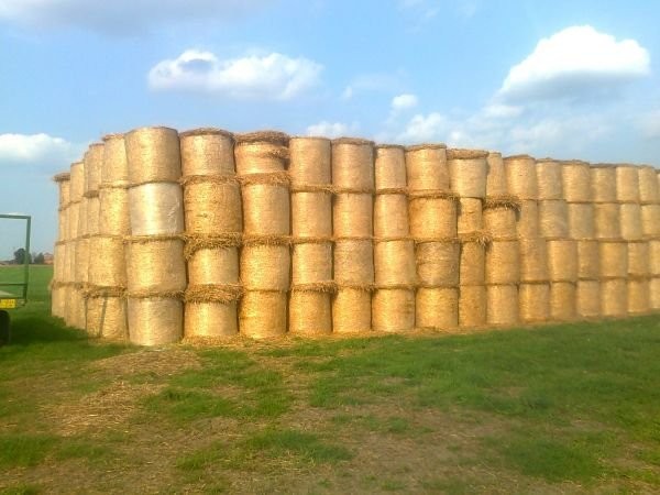 Słoma w belach 600 sztuk