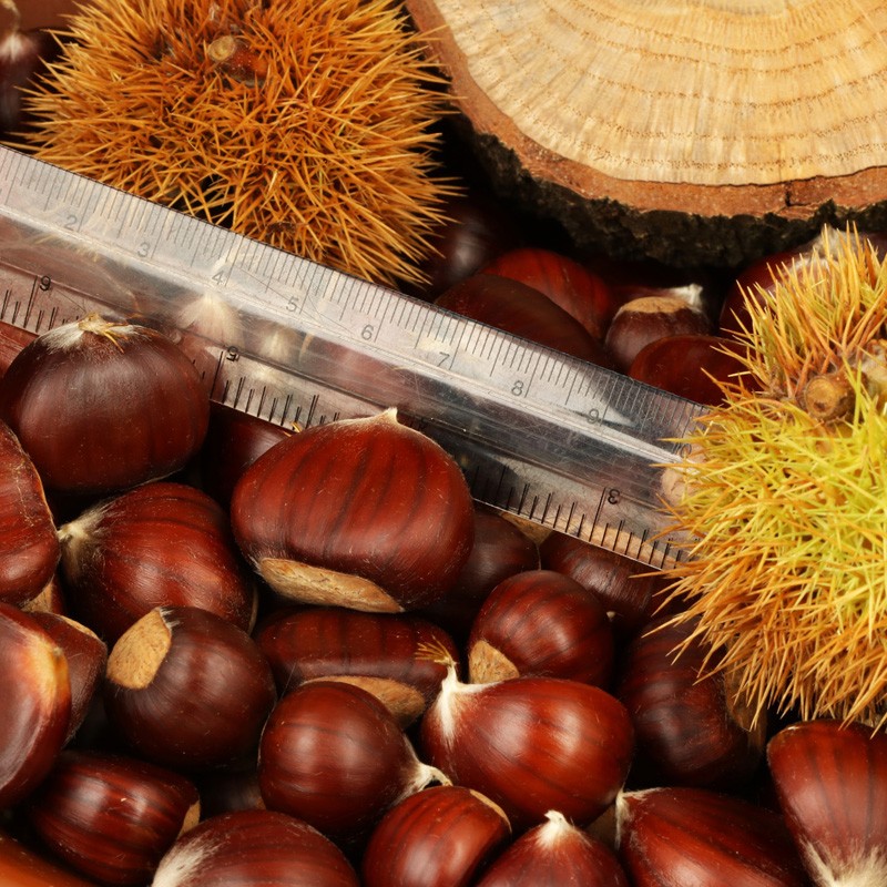 KASZTANY JADALNE / MARONY/ Castanea sativa /Polska — zdjęcie 2