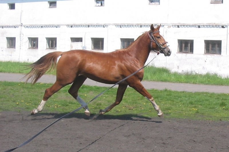 Sprzedam Konie — zdjęcie 2