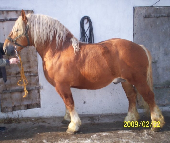 ogier zimnokrwisty — zdjęcie 1