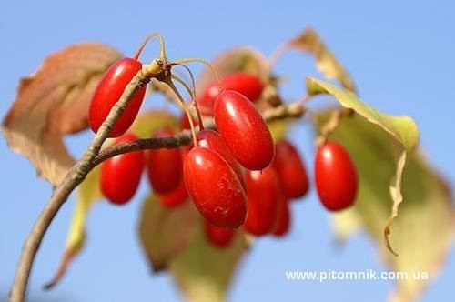Owoce derenia suszone