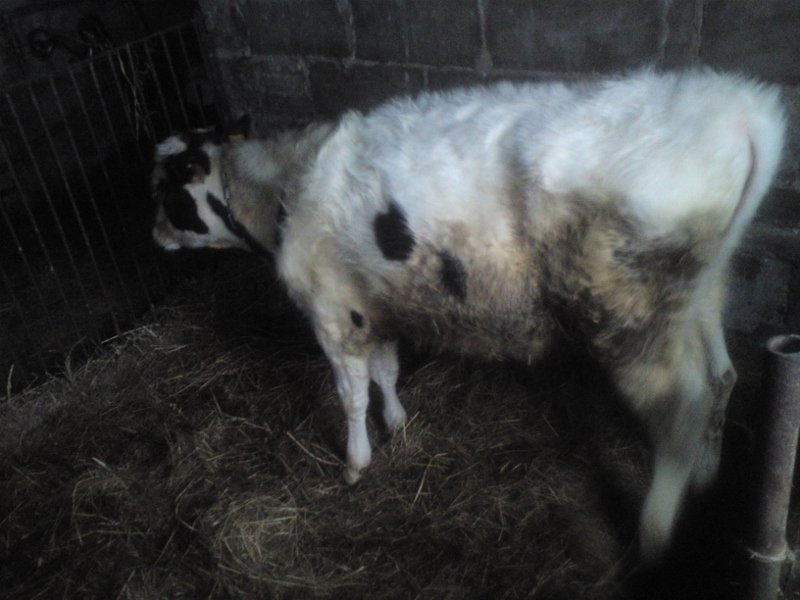 Sprzedam byka 300 kg