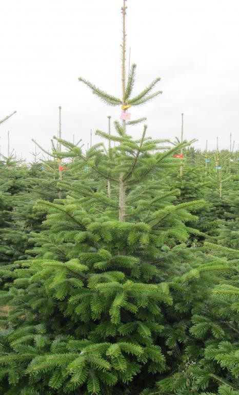 Jodła kaukaska Abies Nordmanniana Choinki z Danii Hurt — zdjęcie 3