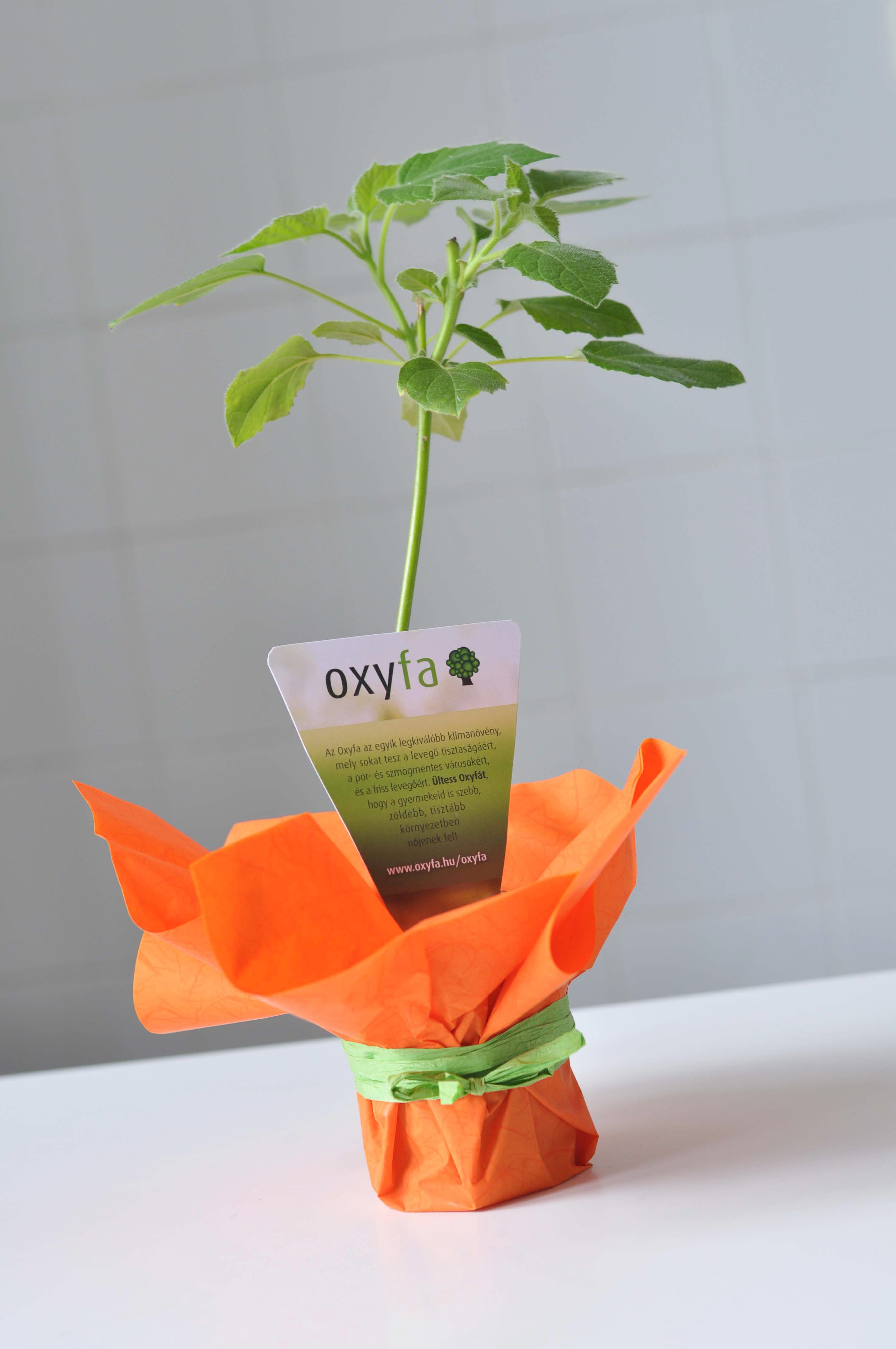 OXYTREE -  najlepsza odmiana drzew szybko rosnących — zdjęcie 2