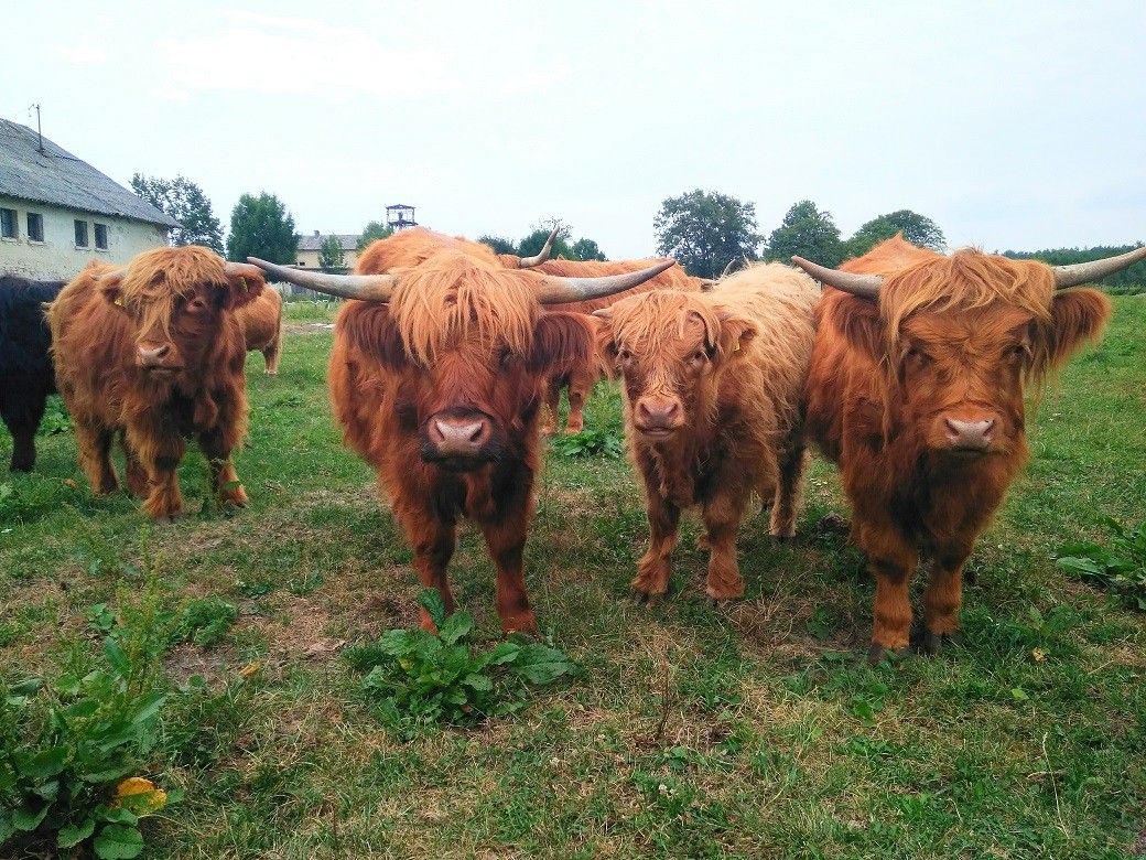 Byk Highland Cattle Szkockie Górskie Rozpłodowy Półtusza Wołowina — zdjęcie 3
