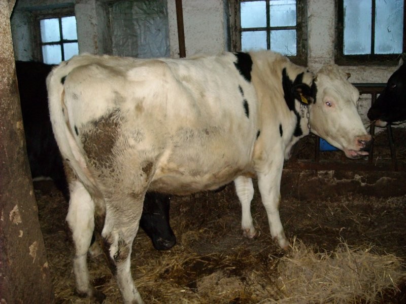 krowy i jałówki HF — zdjęcie 1