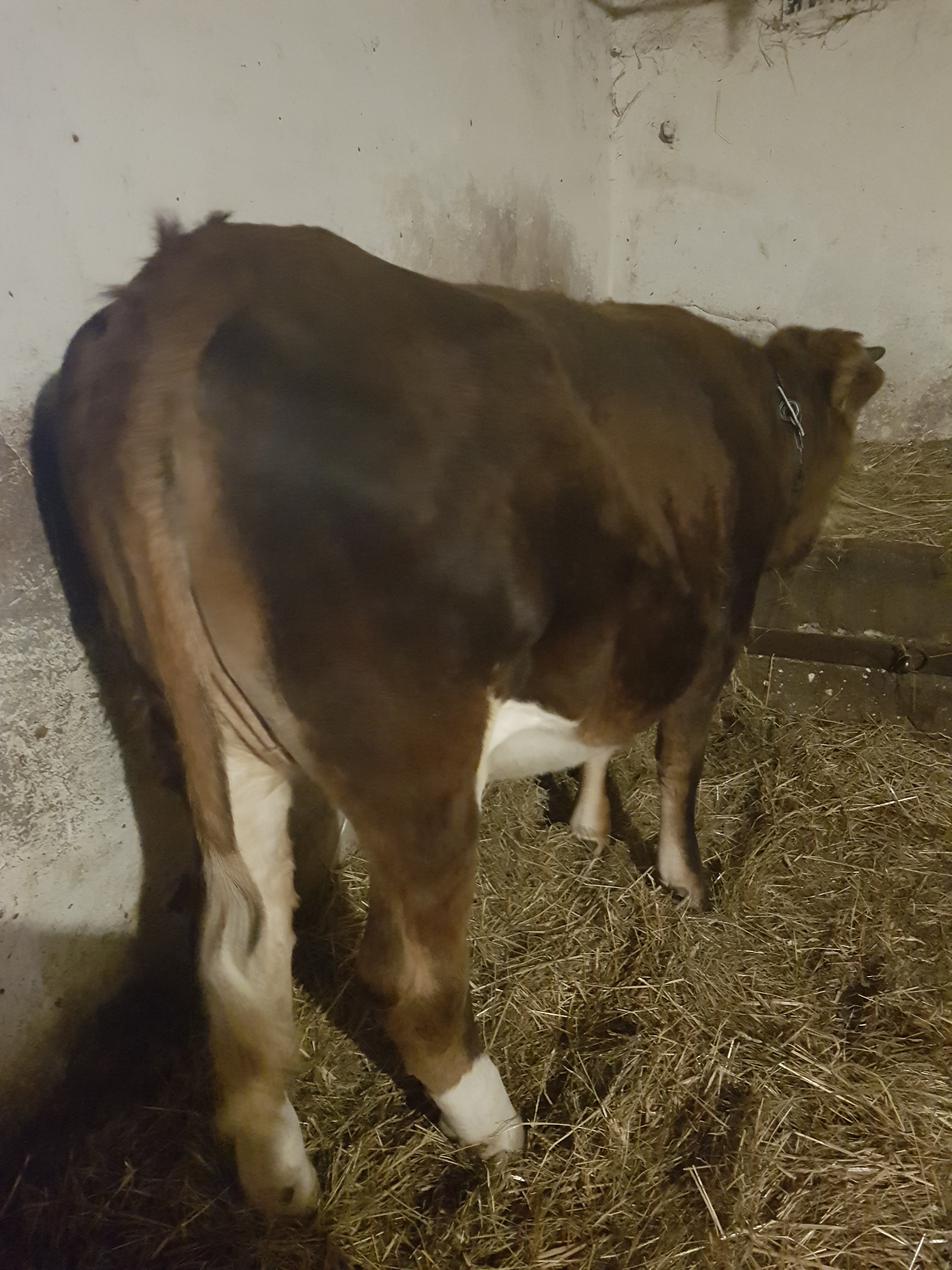 Jałówka po krowie 100% montbeliarde — zdjęcie 2