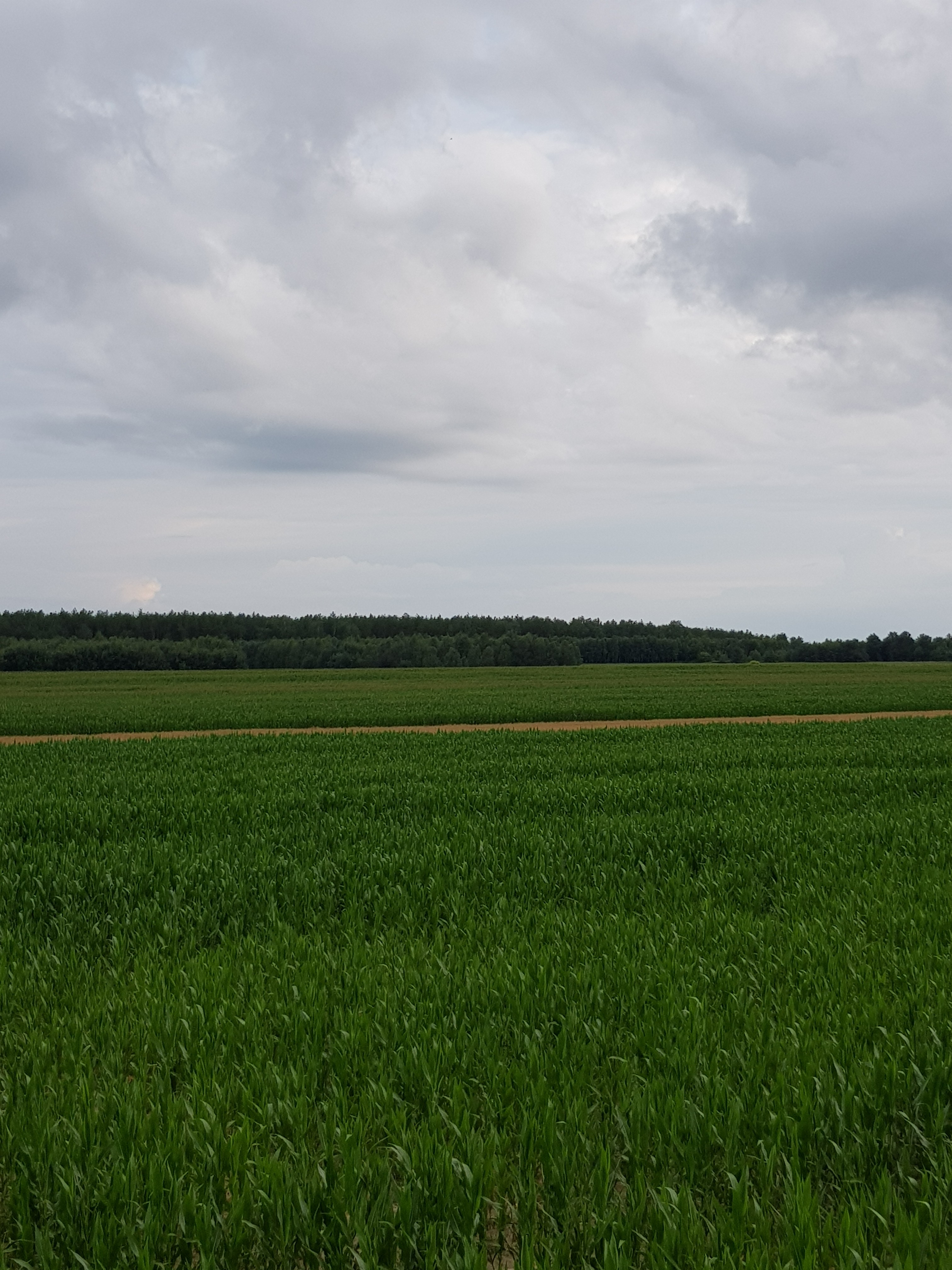 kukurydza na kiszonkę — zdjęcie 2