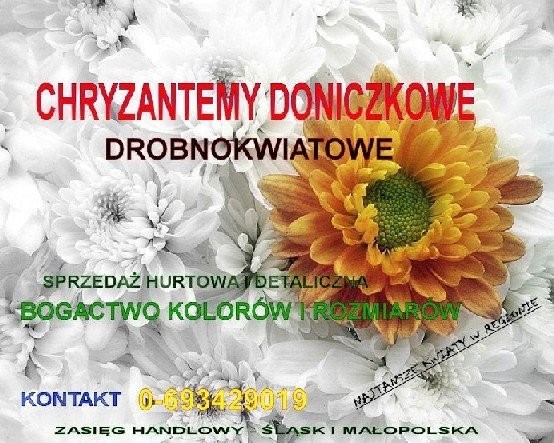 Duże ilości Chryzantemy doniczkowej