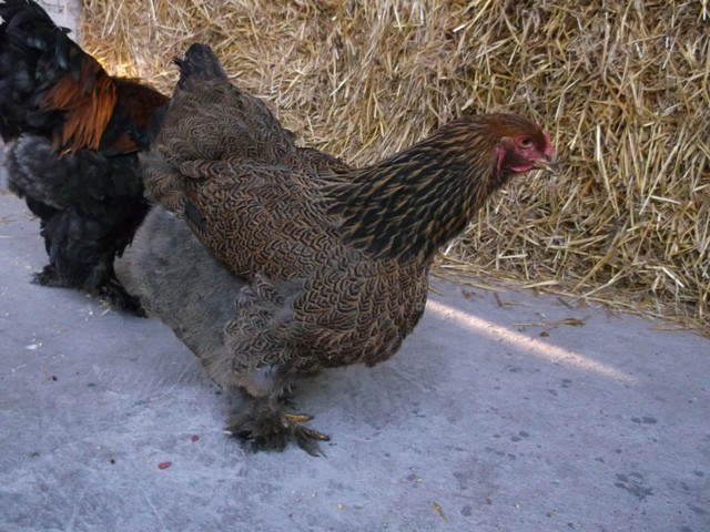 Brahma kuropatwiana brahmy drób jajka jaja kurczaki kura  — zdjęcie 3