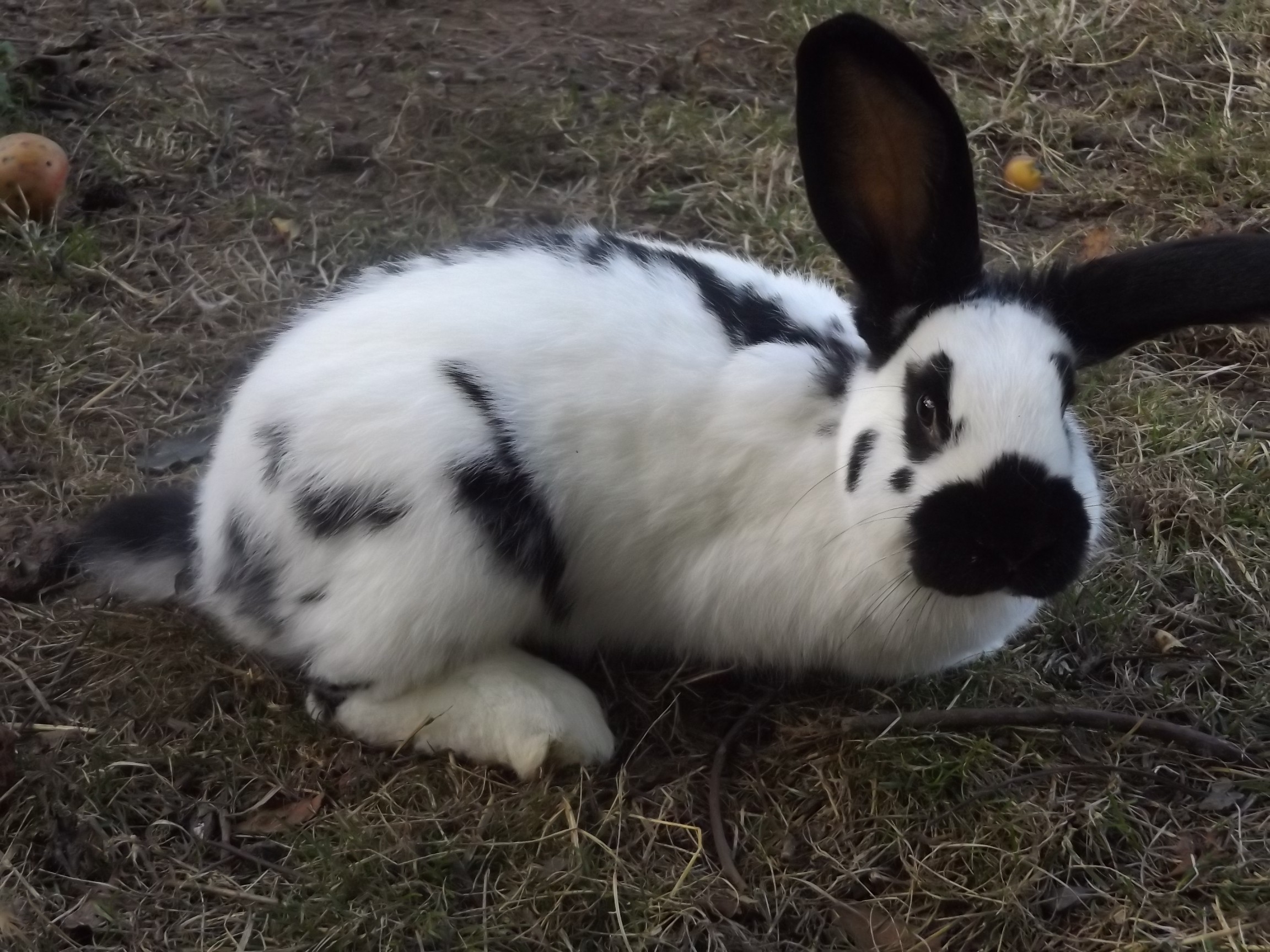 króliki kalifornijskie i krzyżówki — zdjęcie 1
