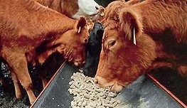  Ukraina.Wolowina,zywiec.Byki miesne 4 zl/kg,cieleta mleczne 5 zl/kg.C
