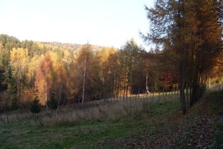 Naprawa 42ar działka (budowlana) — zdjęcie 5