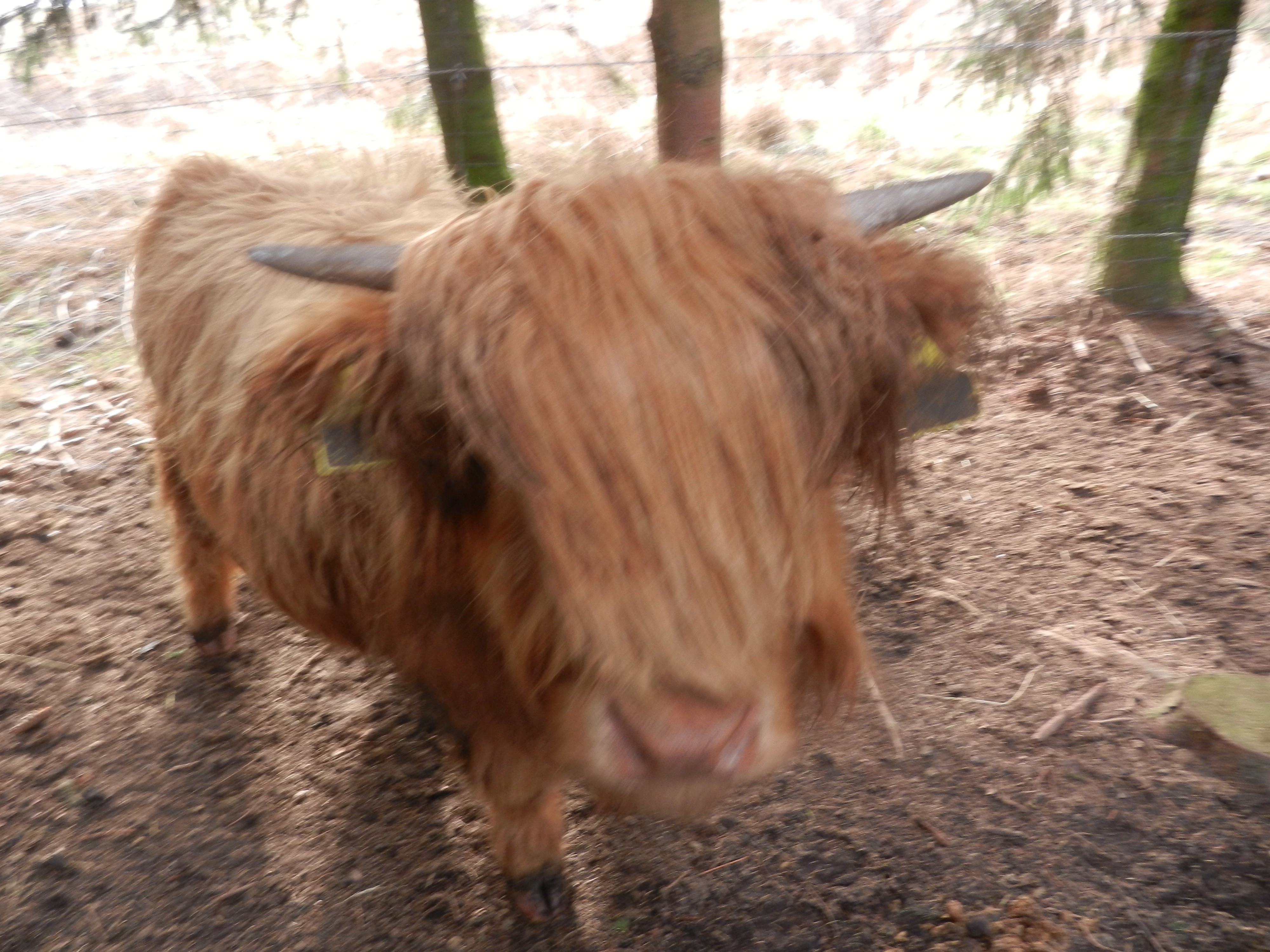 Bydło szkockie - Highland — zdjęcie 1
