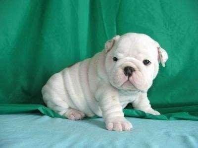 Kolacja Buldog angielski szczenięta do przyjęcia