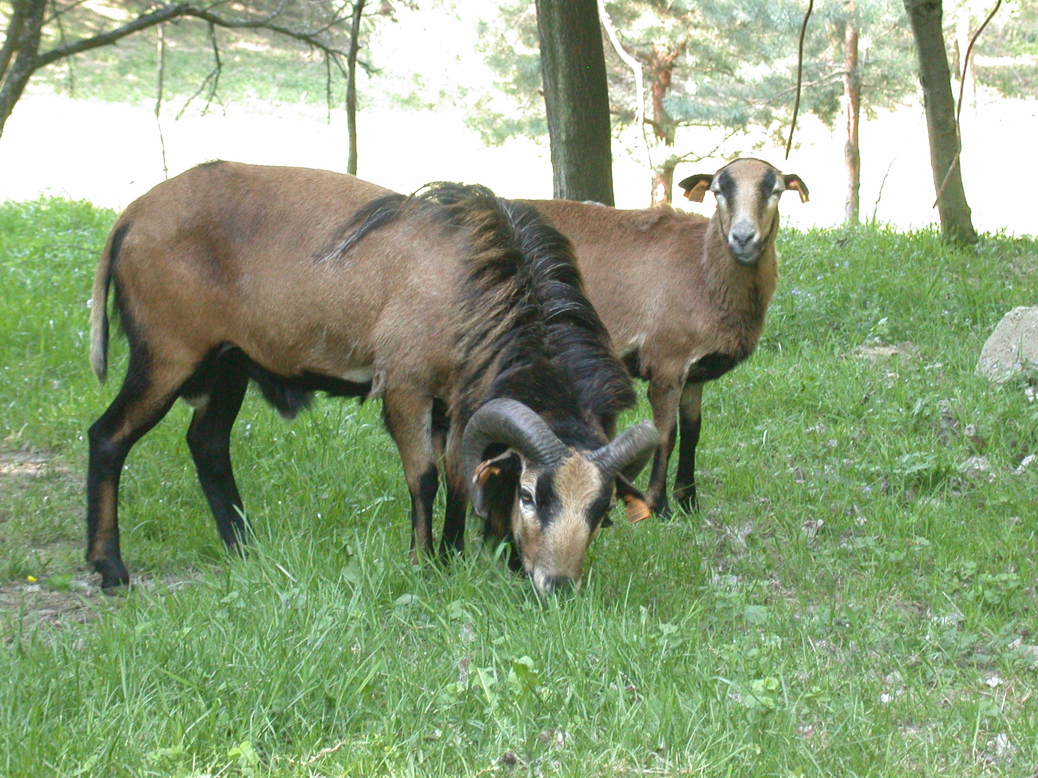 Owce Tryczki kameruńskie, Tryczka wrzosówka, Barbados. — zdjęcie 3