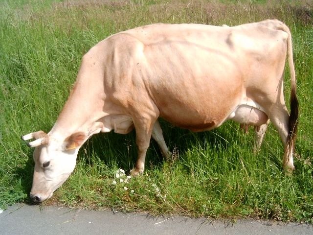 SPRZEDAM DWIE KROWY MLECZNE Z CIELĘCIEM — zdjęcie 3
