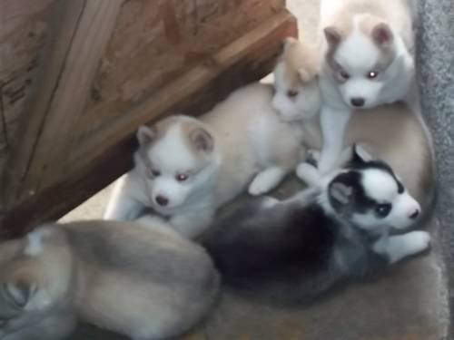 Wunderschöne Siberian Husky Welpen