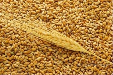 Verkaufe: Weizen, Raps, Mais in großen Mengen