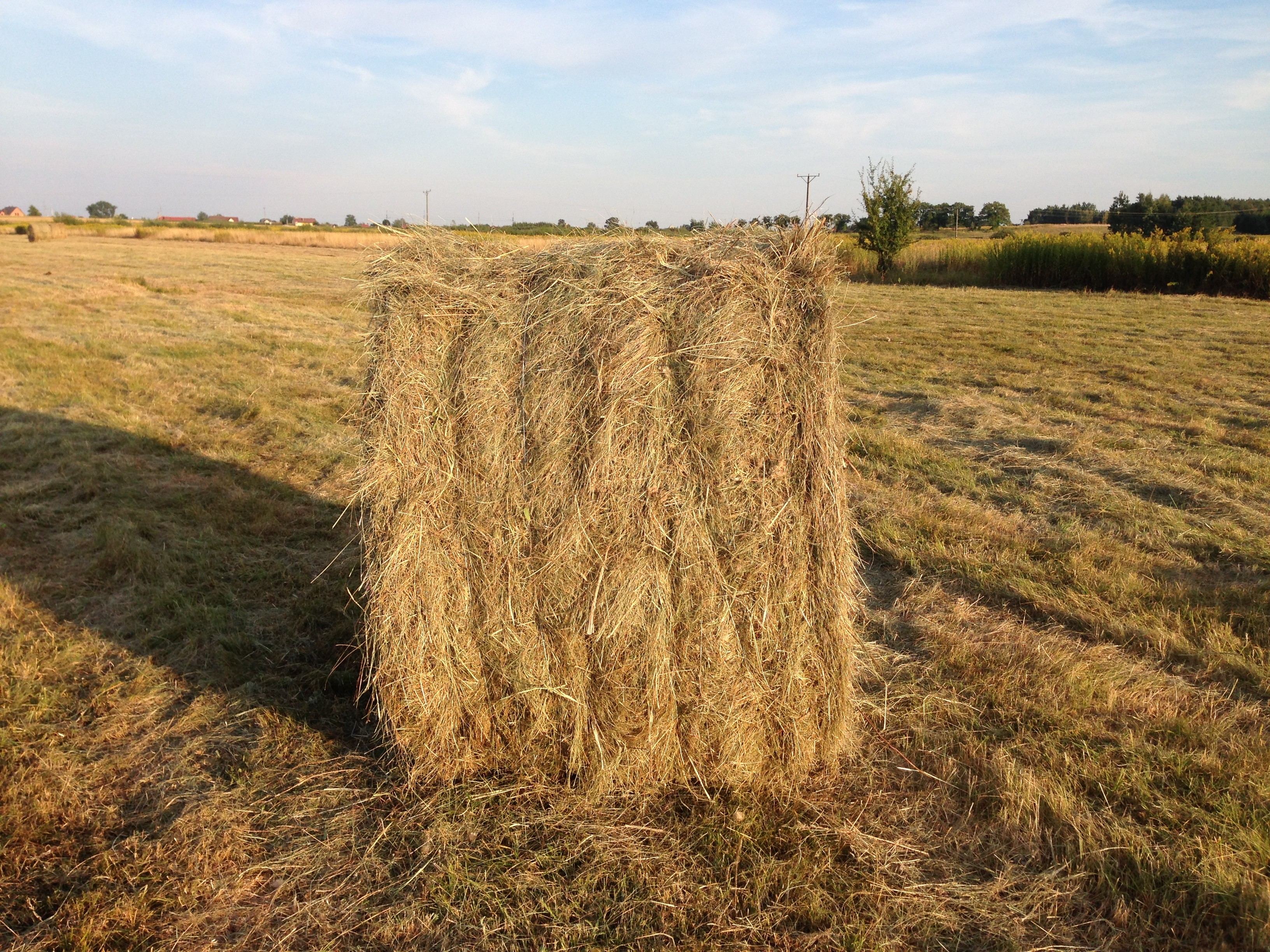 sprzedam siano w rolkach 120x150 — zdjęcie 2