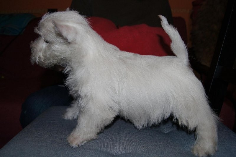 West highland white terrier z hodowli Geslander — zdjęcie 4