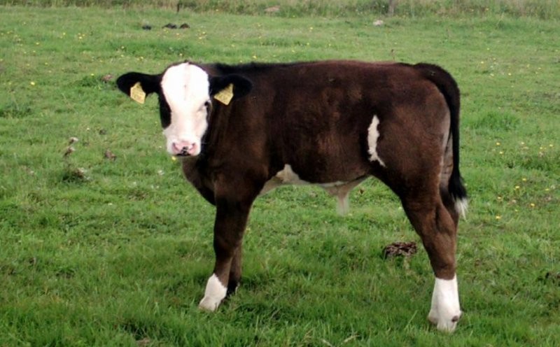 byczki sprzedam 50-200 kg — zdjęcie 2