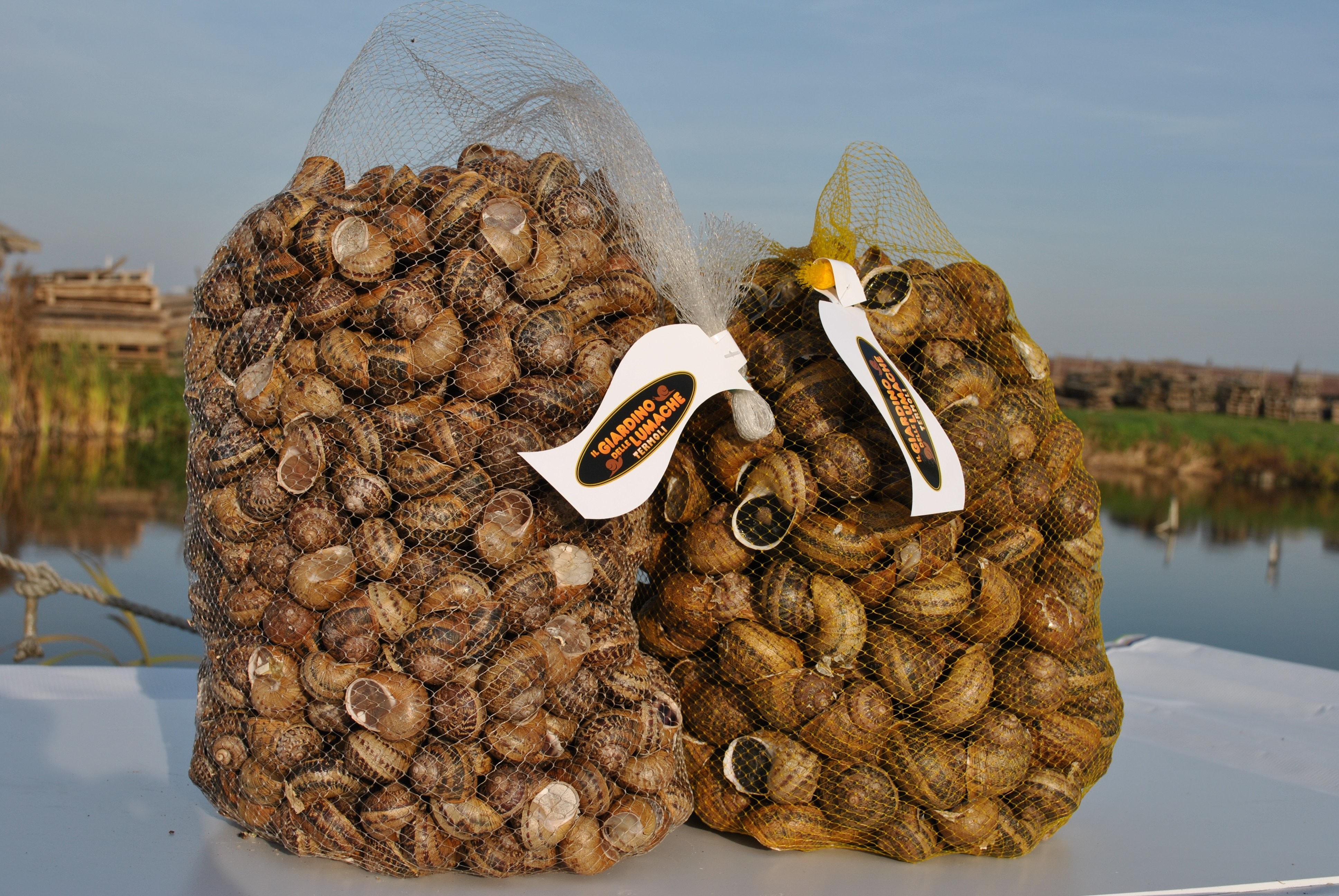 Hodowla ślimaków łódzkie — zdjęcie 1