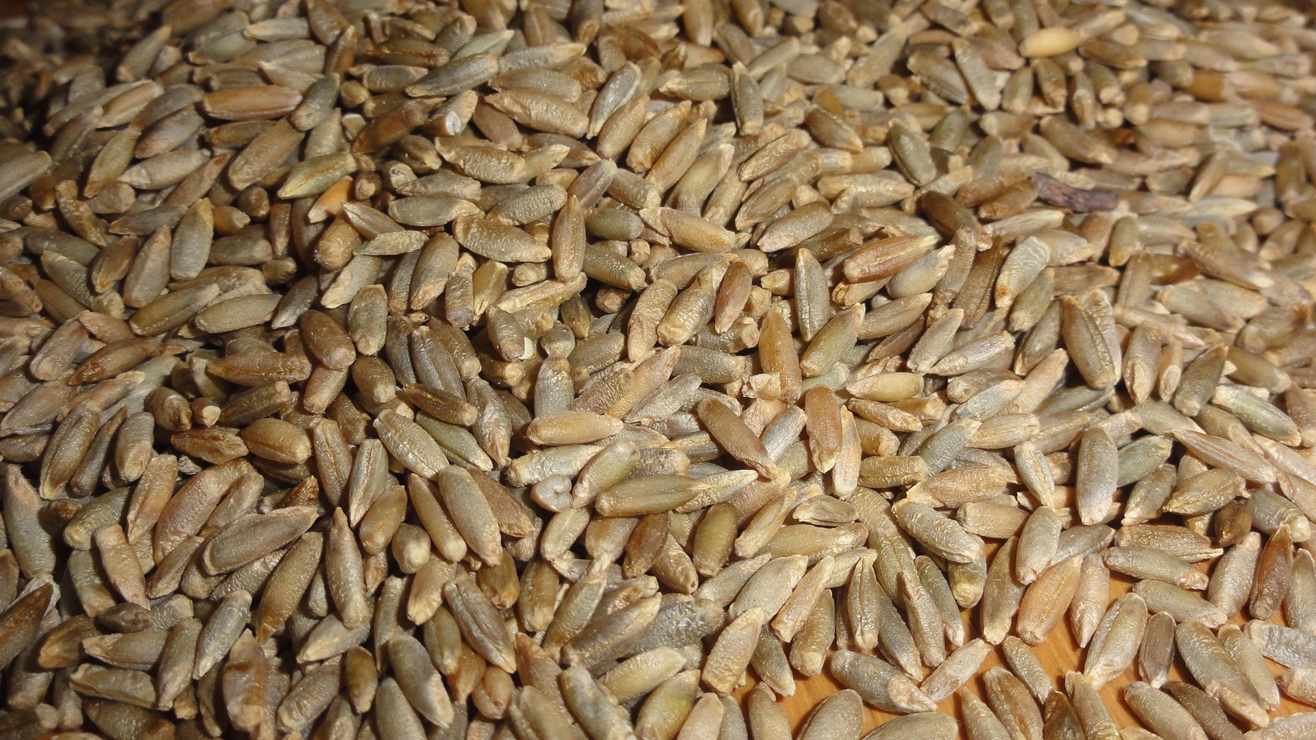 Krzyca (Secale cereale var. multicaule)