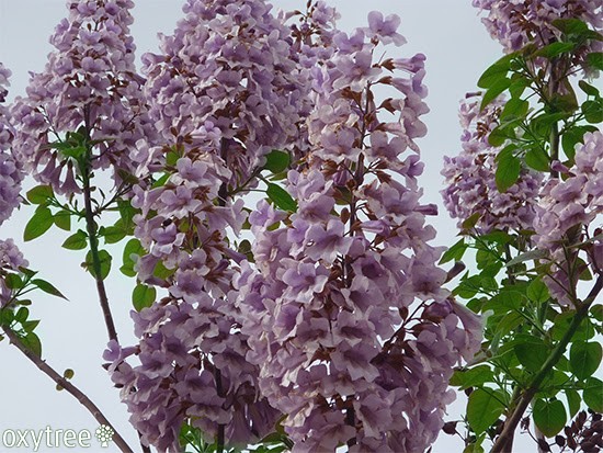 POSADŹ OXYTREE! — zdjęcie 2