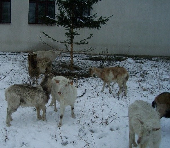kozy, kózki, cap Tanio! — zdjęcie 2