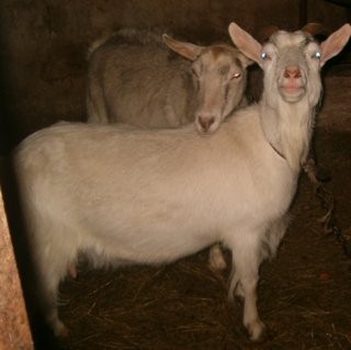 kozy-sprzedam pilnie — zdjęcie 3