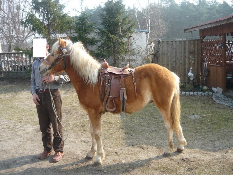 Haflinger wałach  tanio — zdjęcie 1