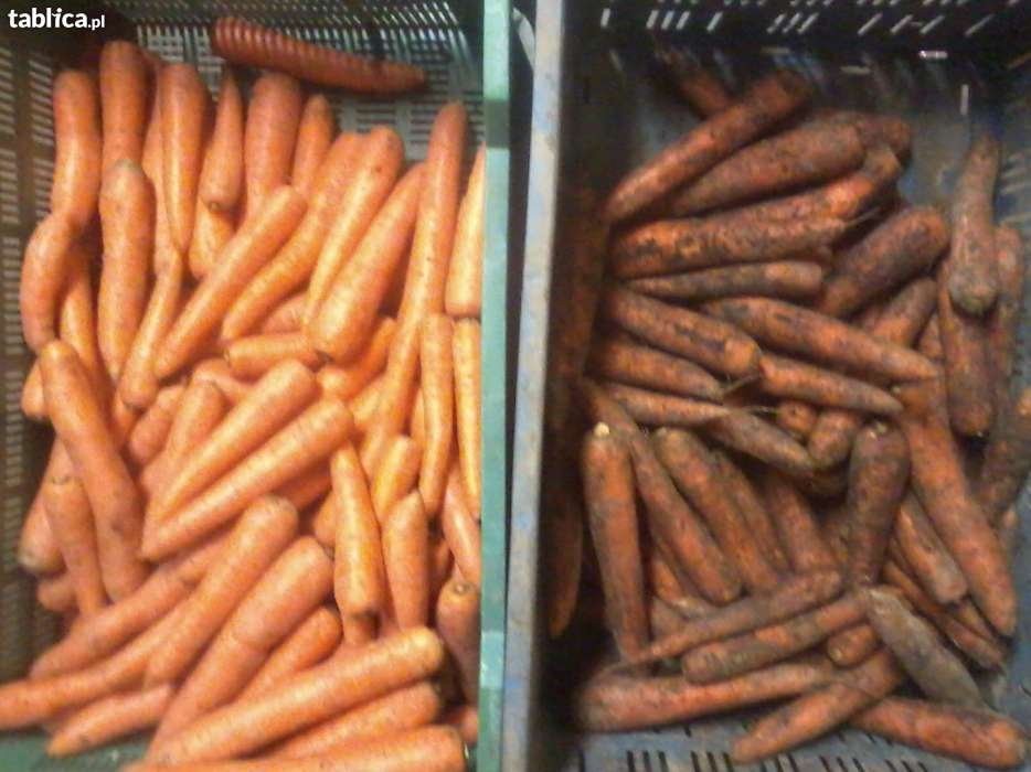 MARCHEW - I kl. myta lub brudna