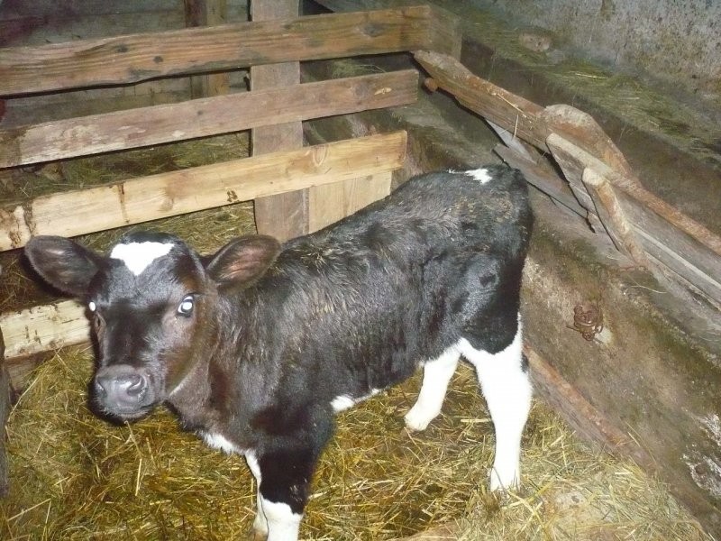 cieliczka czarno-biała HF od bardzo dobraj krowy! — zdjęcie 2