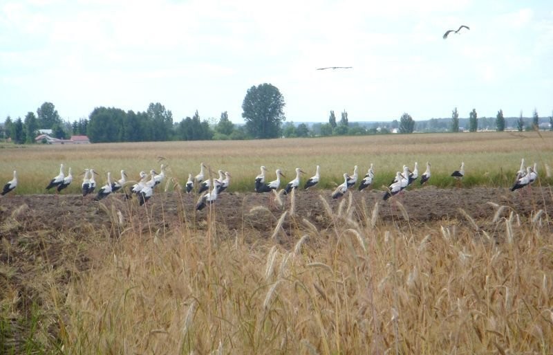 Agroturystyka U Waldka zaprasza — zdjęcie 3