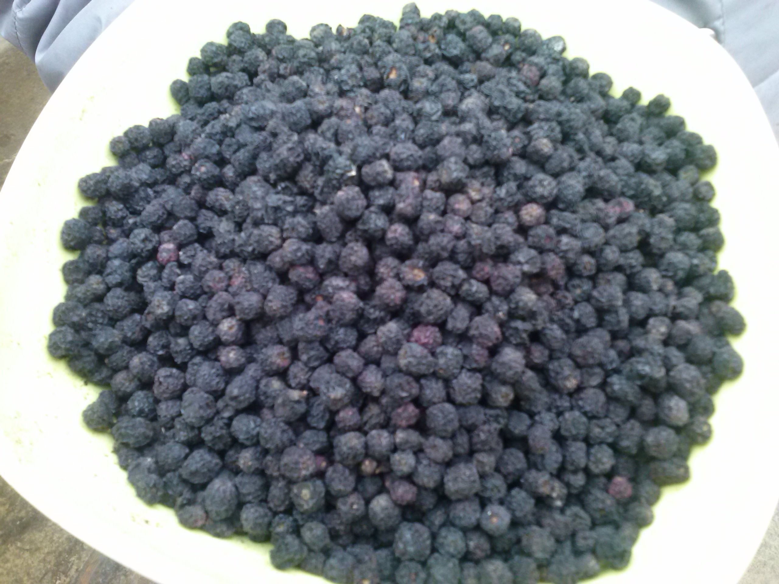 aronia suszone owoce — zdjęcie 2