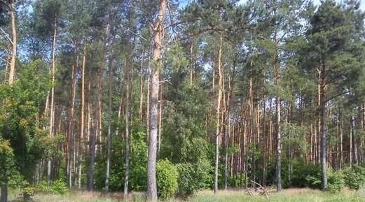 Sprzedam Las – 5 ha, Józefowo, gmina Radzanów