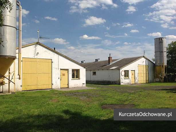 Kurczęta odchowane kury kokoszki Świętokrzyskie Starachowice Mirzec  — zdjęcie 8