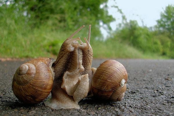 Kupię Ślimaka Winniczka Helix Pomatia->Nowy Tomyśl