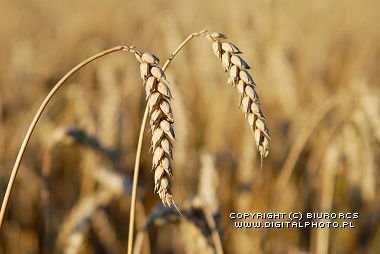 Kupię pszenicę 600 zł