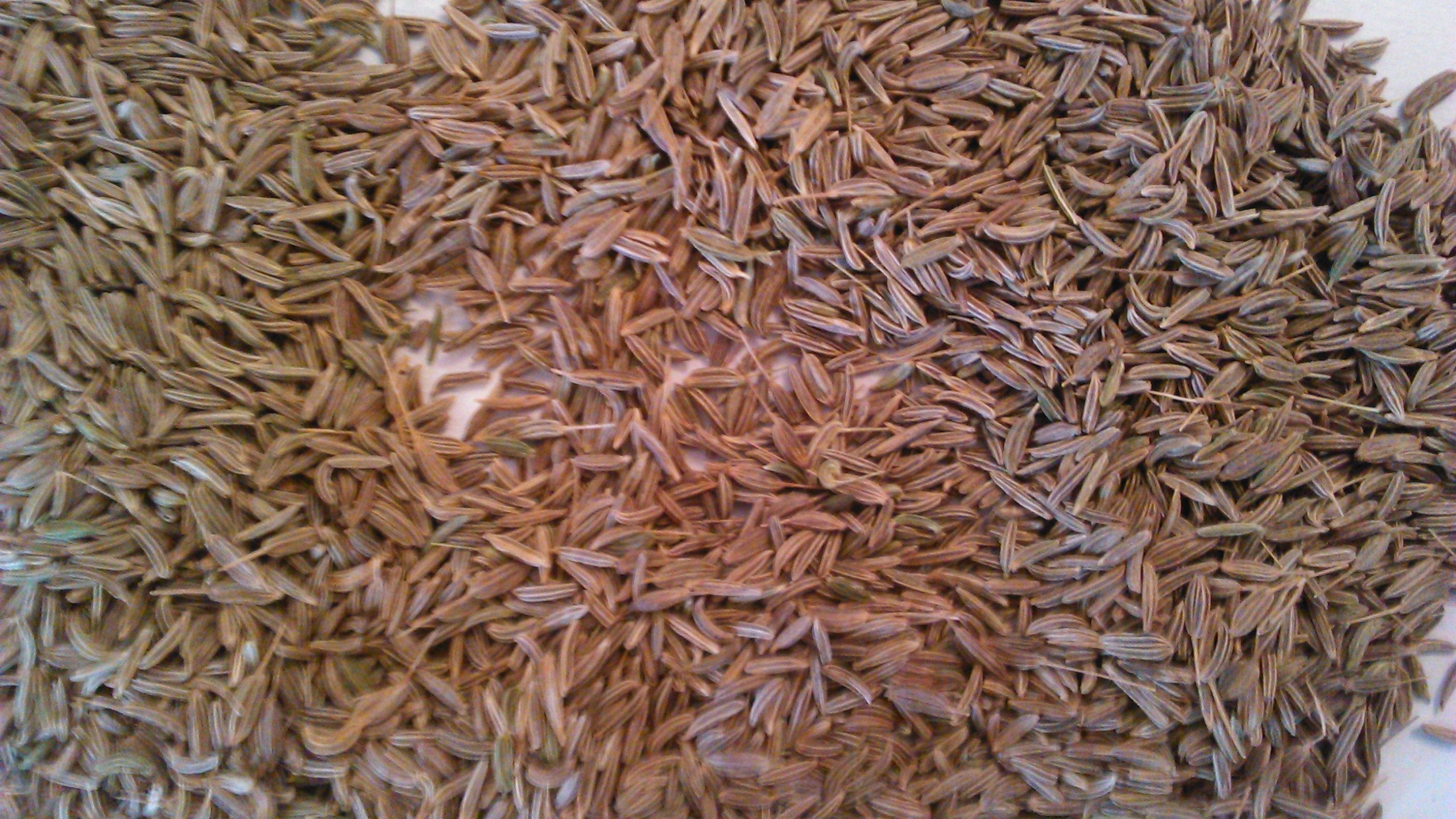 Nasiona kmienk ( caraway seeds ) — zdjęcie 1