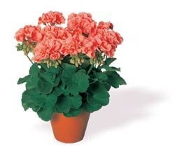 PELARGONIE Zabierzów k/Krakowa — zdjęcie 2