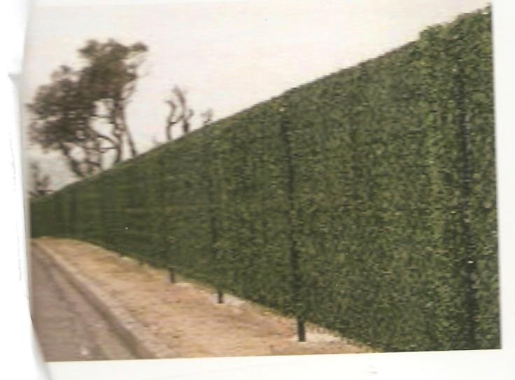 Seto artificial de hoja fina para vallas — zdjęcie 2